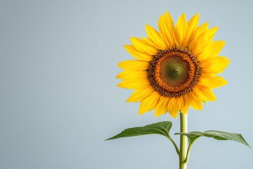 Obraz premium A Vibrant Yellow Sunflower Standing Tall Against a Blue Background