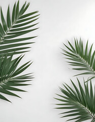  Palm Leaf Shadow on White Wall