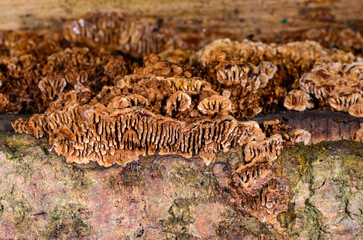 Polypore mushroom, A porous brown tinder fungus on a coniferous tree stump in a garden, Ukraine...