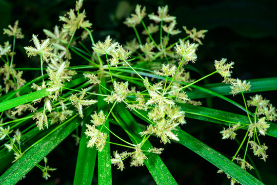 Cyperus papyrus, Flowers of a plant in a botanical collection