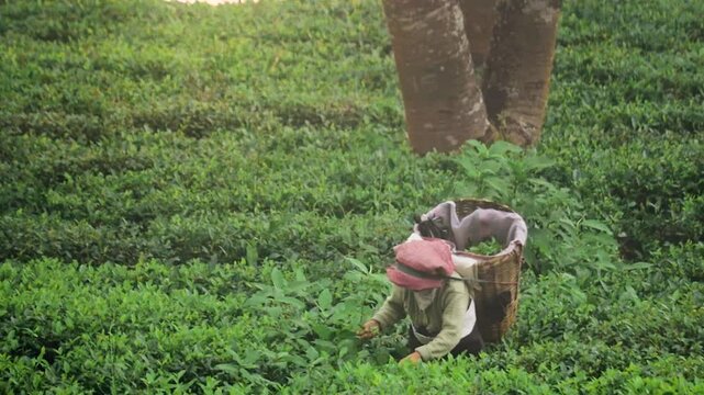 Tea garden worker plucking tea leaves by hand. Traditional method of harvesting tea leaves in india.