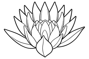 king protea flower line art silhouette vector illustration