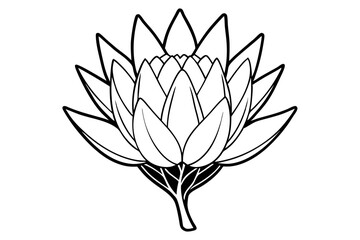 king protea flower line art silhouette vector illustration