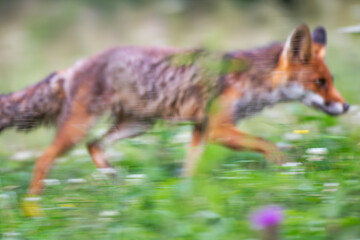 A fox is captured mid-motion, blurred as it trots through a lush, green meadow. Vibrant foliage and scattered wildflowers create a lively and natural backdrop.