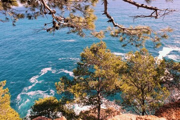 Pine trees overlooking rocky coastline and sea. Coastal view with pines and ocean. Rocky shore with pine trees and water. Sea and coastline seen through pines. Pine plants on cliff above the ocean