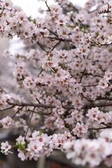 large pink almond flowers in spring, background, vertical