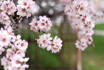 Fototapeta premium close up large pink almond flowers in spring, copy space, green nature background