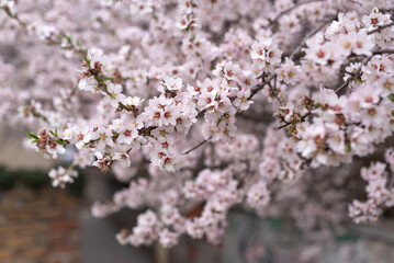 large pink almond flowers in spring, copy space