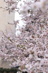 large pink almond flowers in spring, vertical