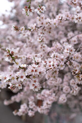 large pink almond flowers in spring, vertical