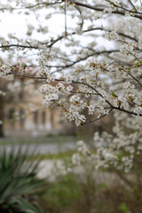Obraz premium Cherry blossoms in the park in spring, vertically