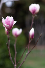 Obraz premium Close-up Lovely Pink Bud Spring Blossoming Magnolia, green nature background, Vertical