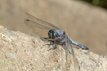 A dragonfly with metallic green eyes and delicate wings rests on a rough rock. Its intricate body details shine in the sunlight, highlighting its natural beauty. A stunning macro nature capture.