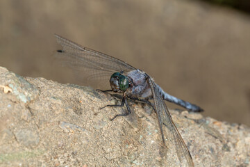 A dragonfly with metallic green eyes and delicate wings rests on a rough rock. Its intricate body details shine in the sunlight, highlighting its natural beauty. A stunning macro nature capture.