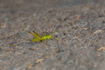 A vibrant green grasshopper clings to a blade of grass, blending into its natural surroundings. Its detailed body and antennae stand out in this stunning macro shot of nature’s tiny wonders