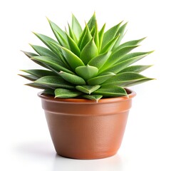Fototapeta premium cactus in pot
