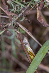 A brown grasshopper camouflages perfectly among green and dry grass. Its textured exoskeleton and long antennae stand out in this detailed macro shot, showcasing nature’s intricate designs.