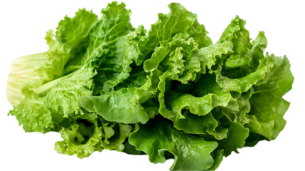 The image depicts a close-up of fresh, green romaine lettuce with crisp leaves. Droplets of water add freshness.