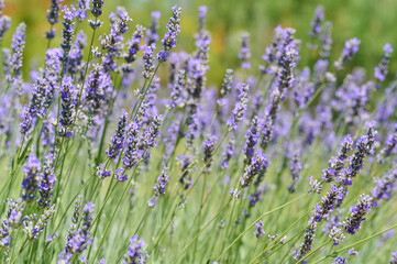 Naklejka premium Lavender plants sway gently in a field, showcasing their vibrant purple blooms under the bright sun.
