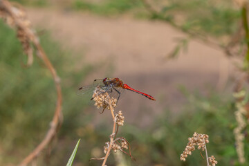 Ruddy darter dragonfly sitting on a spikelet. Dragonfly with big eyes macro photography on a green...