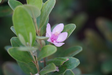 The Rose Myrtle (Rhodomyrtus tomentosa) is a flowering shrub known for its vibrant pink to purple...