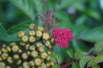 Hawaiian Holly (Ardisia elliptica), also known as Shoebutton Ardisia or Duck’s Eye, is a tropical...