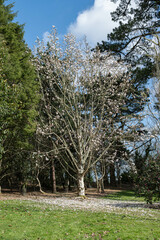 Magnolia tree in parkland with fallen petals all around
