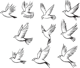 Fototapeta premium Sparrow Birds line icons