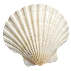 sea shell isolated on white