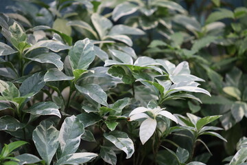 Obraz premium A detailed view of a plant's green leaf, perfect for use in botanical illustrations or as a decorative element.