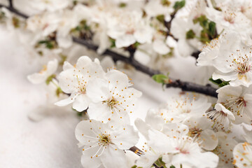 Blooming branches on white background, closeup