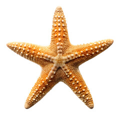 starfish isolated on white