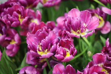 A compact cluster of purple flowers on a bright background.