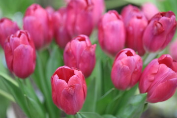 Fototapeta premium A bouquet of bright red tulips arranged in a glass vase.