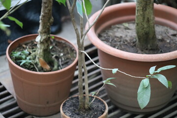 Two small potted plants placed together, showcasing their unique shapes and colors.