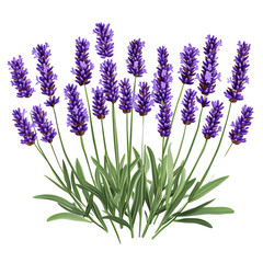 Naklejka premium Lavender Flower Bush Illustration Isolated On White or transparent. Herbal Plant For Aromatherapy. Botanical Art In Vintage Style.