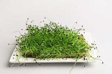 Plate with fresh micro green on light background