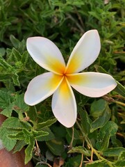 frangipani plumeria flower