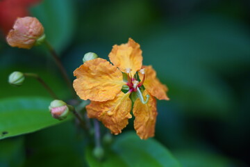 Kock’s Bauhinia is a vibrant evergreen climber native to Southeast Asia, known for its fiery orange-red flowers and lush green foliage. 