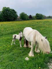Horses mum and baby