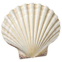 seashell on white background