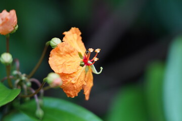 The Kock’s Bauhinia (𝘗𝘩𝘢𝘯𝘦𝘳𝘢 𝘬𝘰𝘤𝘬𝘪𝘢𝘯𝘢 var. 𝘬𝘰𝘤𝘬𝘪𝘢𝘯𝘢) is an evergreen woody climber that is native to Southeast Asia.