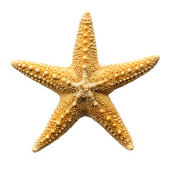 starfish isolated on white