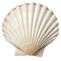 seashell on white background