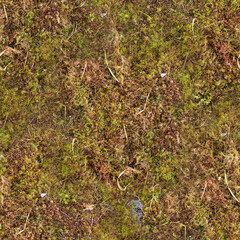 moss on the ground