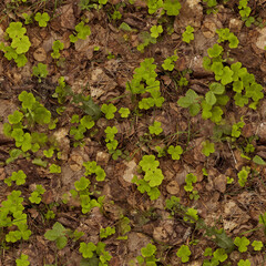 lettuce growing in the forest, dry leafs