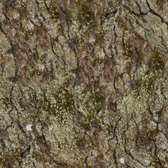 pine bark background