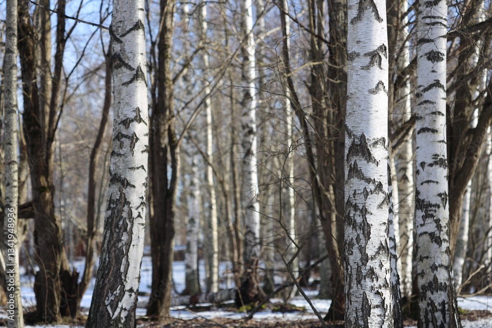 Aufkleber a group of evergreen trees standing tall in fresh snow.