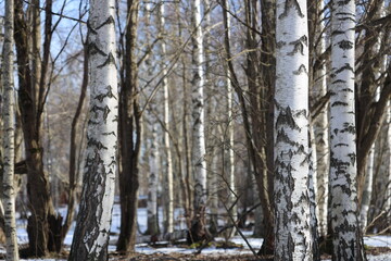 A group of evergreen trees standing tall in fresh snow.