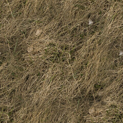 dry grass background